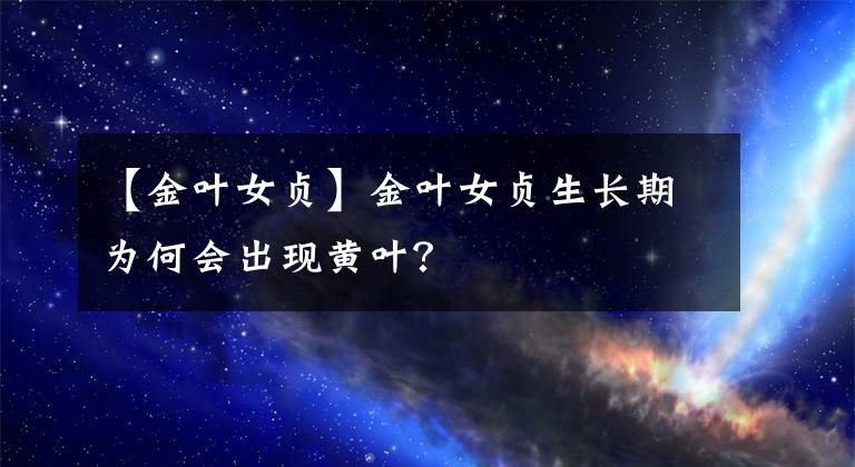 【金叶女贞】金叶女贞生长期为何会出现黄叶？