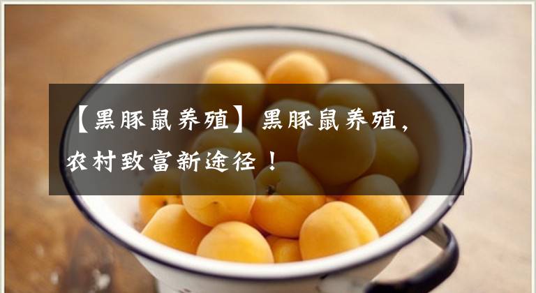 【黑豚鼠养殖】黑豚鼠养殖，农村致富新途径！