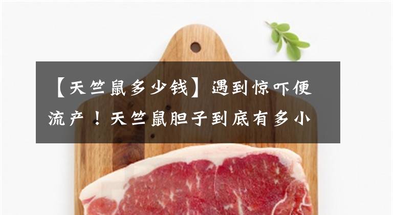 【天竺鼠多少钱】遇到惊吓便流产！天竺鼠胆子到底有多小？为啥会如此胆小呢？