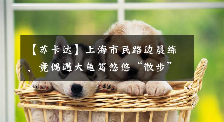 【苏卡达】上海市民路边晨练，竟偶遇大龟笃悠悠“散步”！一查吓一跳