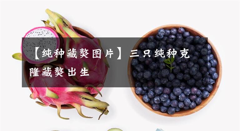 【纯种藏獒图片】三只纯种克隆藏獒出生