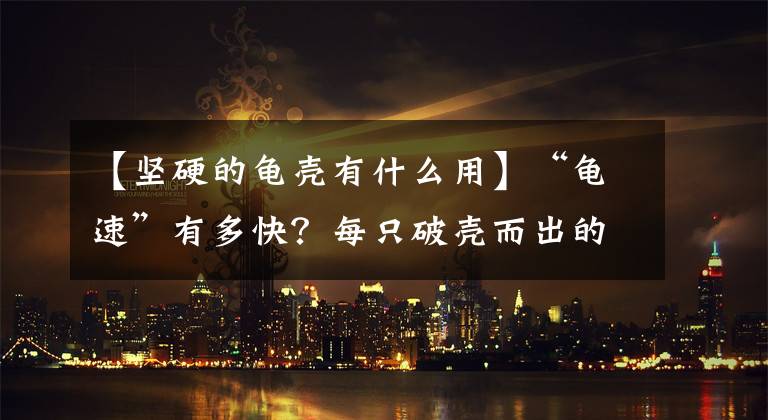【坚硬的龟壳有什么用】“龟速”有多快？每只破壳而出的小海龟，上演的都是生死时速