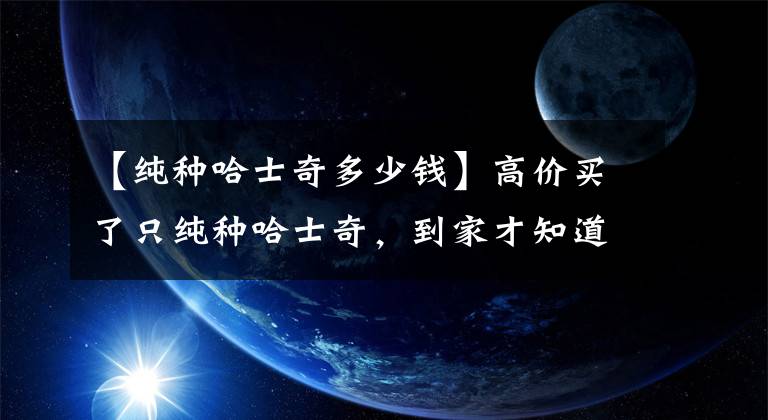 【纯种哈士奇多少钱】高价买了只纯种哈士奇，到家才知道自己带回了一个冤家！