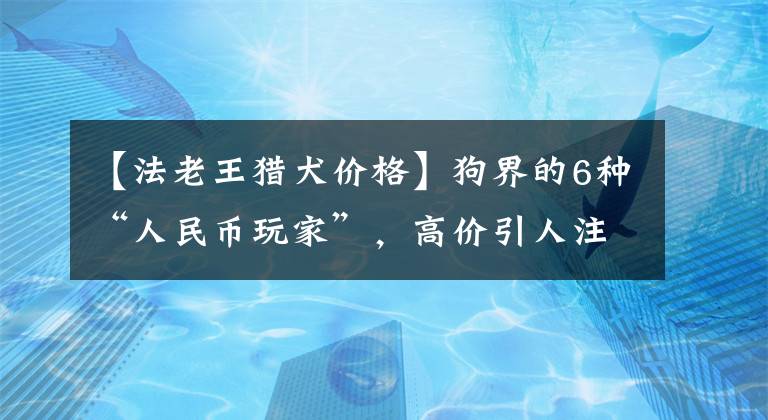 【法老王猎犬价格】狗界的6种“人民币玩家”，高价引人注目，买得起的都是土豪