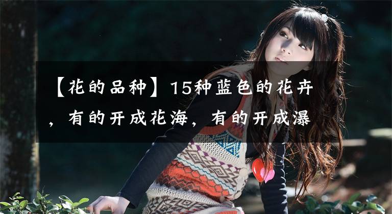 【花的品种】15种蓝色的花卉，有的开成花海，有的开成瀑布，有的四季开花不断