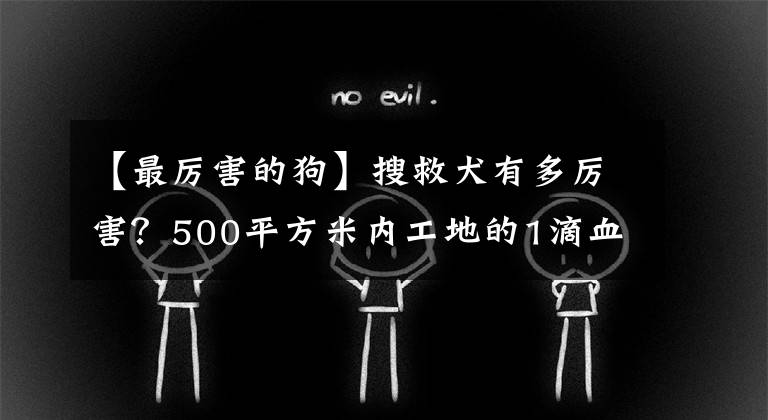【最厉害的狗】搜救犬有多厉害？500平方米内工地的1滴血，它仅用87秒就能找出来