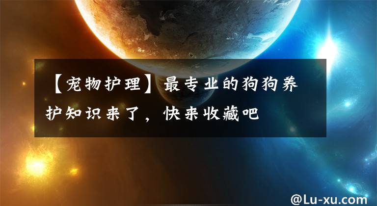 【宠物护理】最专业的狗狗养护知识来了，快来收藏吧