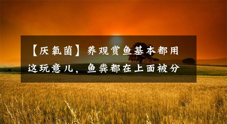 【厌氧菌】养观赏鱼基本都用这玩意儿，鱼粪都在上面被分解掉，你鱼缸用了吗