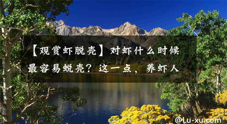 【观赏虾脱壳】对虾什么时候最容易蜕壳？这一点，养虾人必须知道