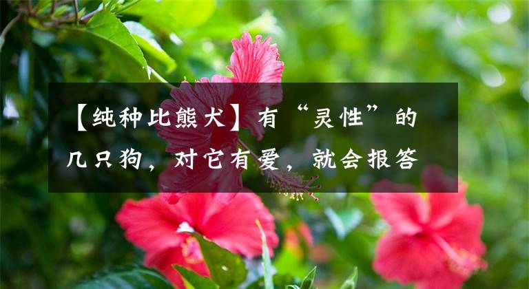 【纯种比熊犬】有“灵性”的几只狗，对它有爱，就会报答你了