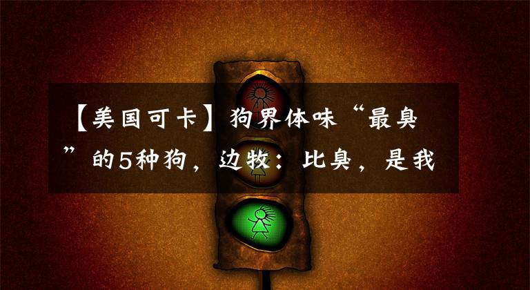【美国可卡】狗界体味“最臭”的5种狗，边牧：比臭，是我输了