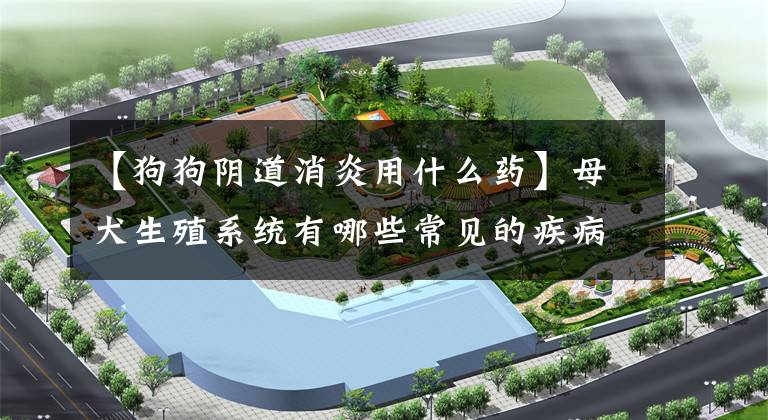【狗狗阴道消炎用什么药】母犬生殖系统有哪些常见的疾病？