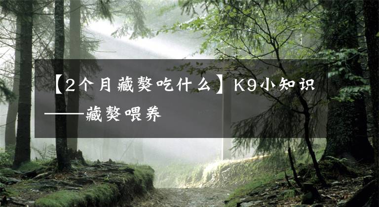 【2个月藏獒吃什么】K9小知识——藏獒喂养