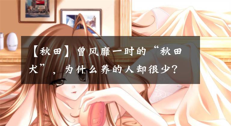 【秋田】曾风靡一时的“秋田犬”，为什么养的人却很少？源于这7点