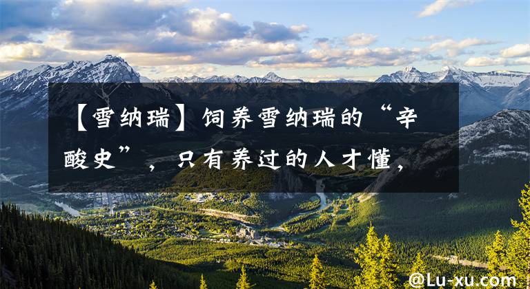 【雪纳瑞】饲养雪纳瑞的“辛酸史”，只有养过的人才懂，戳中你的泪点了吗？