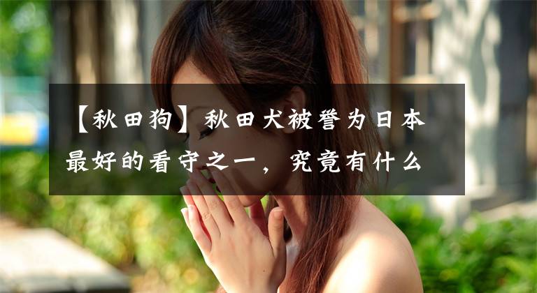 【秋田狗】秋田犬被誉为日本最好的看守之一，究竟有什么独特之处？