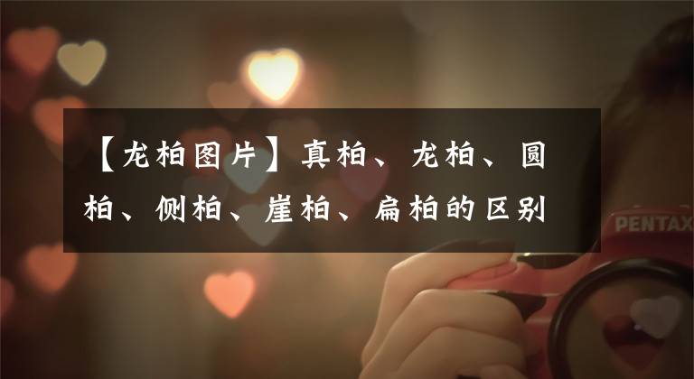 【龙柏图片】真柏、龙柏、圆柏、侧柏、崖柏、扁柏的区别辨识