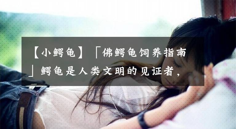 【小鳄龟】「佛鳄龟饲养指南」鳄龟是人类文明的见证者，如今却沦为了菜肴