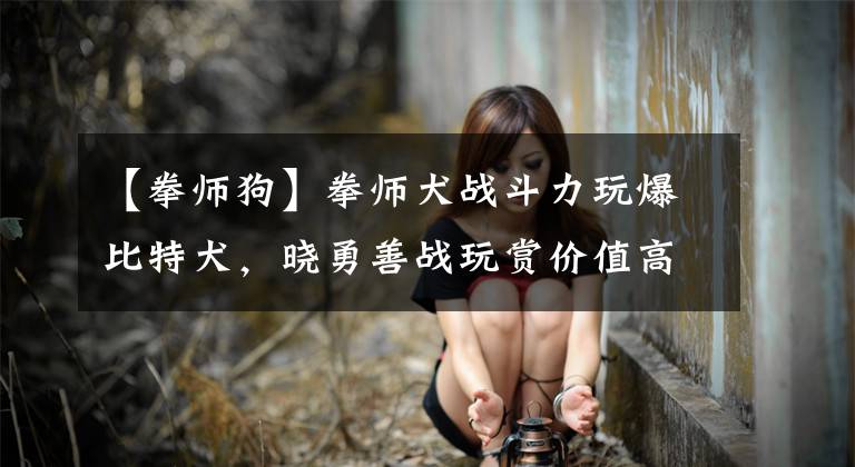 【拳师狗】拳师犬战斗力玩爆比特犬，晓勇善战玩赏价值高！