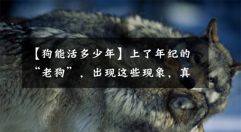 【狗能活多少年】上了年纪的“老狗”，出现这些现象，真的活不久了