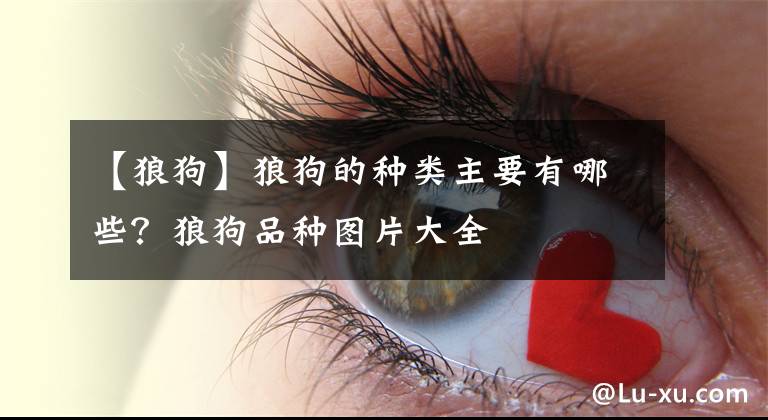 【狼狗】狼狗的种类主要有哪些？狼狗品种图片大全