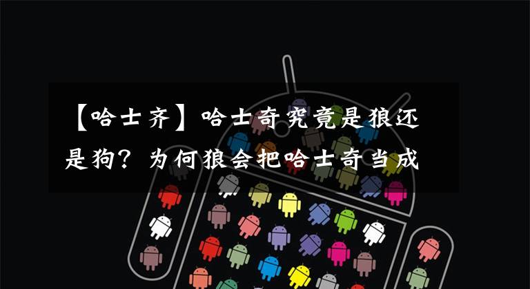 【哈士齐】哈士奇究竟是狼还是狗？为何狼会把哈士奇当成同类？