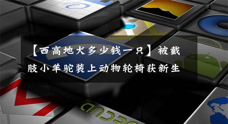 【西高地犬多少钱一只】被截肢小羊驼装上动物轮椅获新生