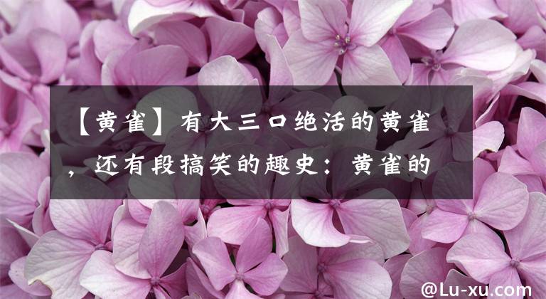 【黄雀】有大三口绝活的黄雀，还有段搞笑的趣史：黄雀的饲养和你想的不同