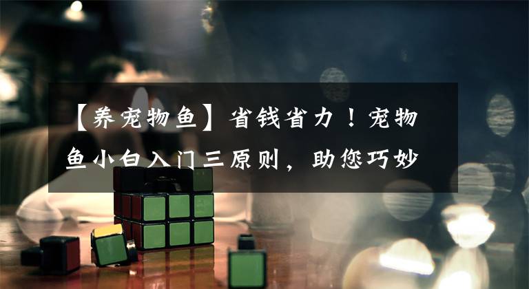 【养宠物鱼】省钱省力！宠物鱼小白入门三原则，助您巧妙躲开养鱼常见的大坑