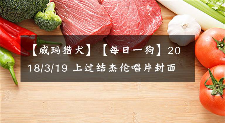 【威玛猎犬】【每日一狗】2018/3/19 上过结杰伦唱片封面的威玛猎犬