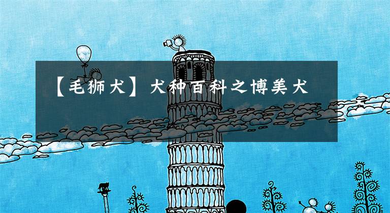 【毛狮犬】犬种百科之博美犬