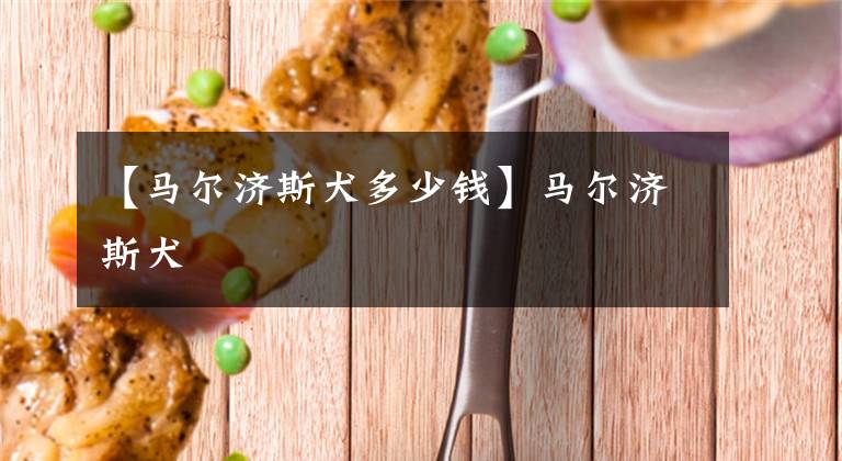 【马尔济斯犬多少钱】马尔济斯犬