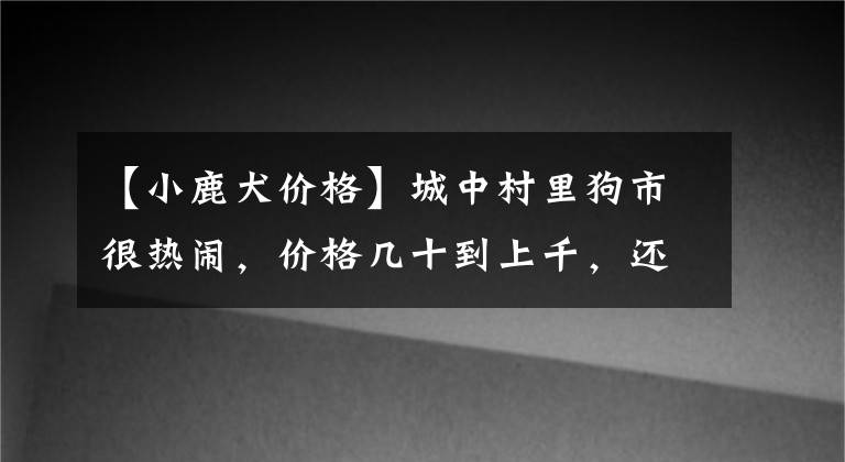 【小鹿犬价格】城中村里狗市很热闹，价格几十到上千，还有一只多少钱也不卖