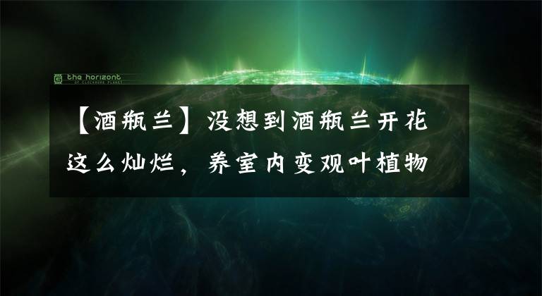 【酒瓶兰】没想到酒瓶兰开花这么灿烂，养室内变观叶植物，大半年不浇水也行