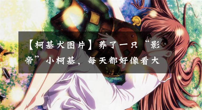 【柯基犬图片】养了一只“影帝”小柯基，每天都好像看大片
