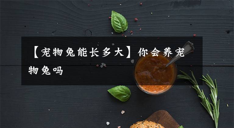 【宠物兔能长多大】你会养宠物兔吗