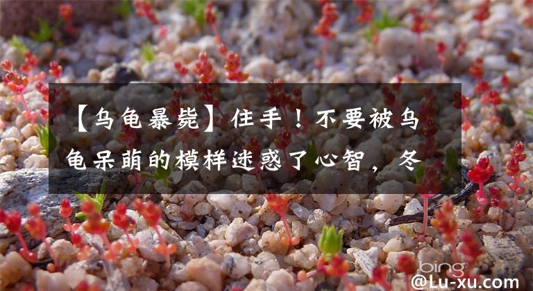 【乌龟暴毙】住手！不要被乌龟呆萌的模样迷惑了心智，冬季买龟浪费钱又害龟命