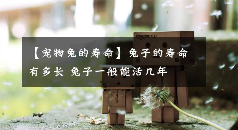 【宠物兔的寿命】兔子的寿命有多长 兔子一般能活几年