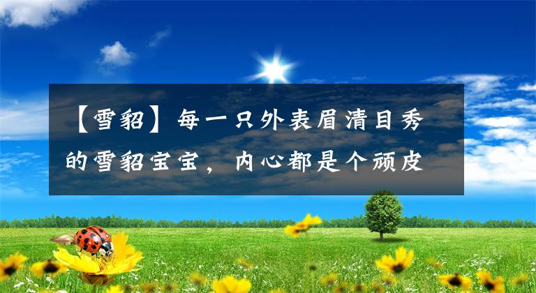【雪貂】每一只外表眉清目秀的雪貂宝宝，内心都是个顽皮的熊孩子