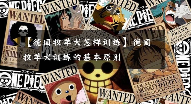 【德国牧羊犬怎样训练】德国牧羊犬训练的基本原则