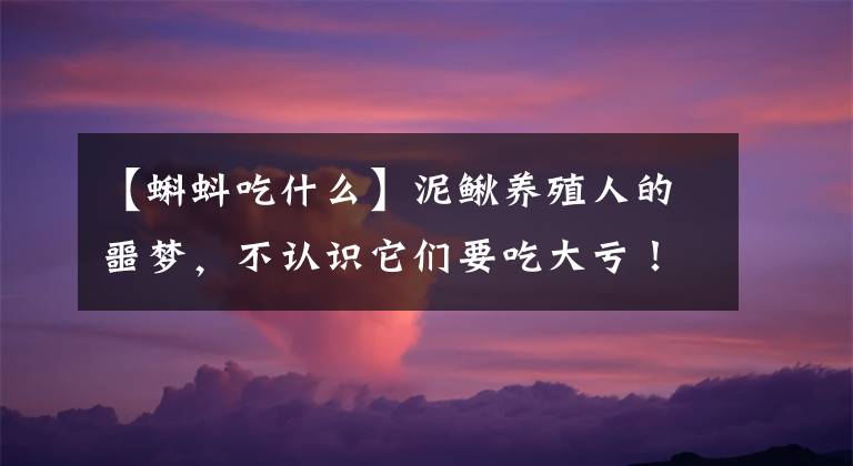 【蝌蚪吃什么】泥鳅养殖人的噩梦，不认识它们要吃大亏！