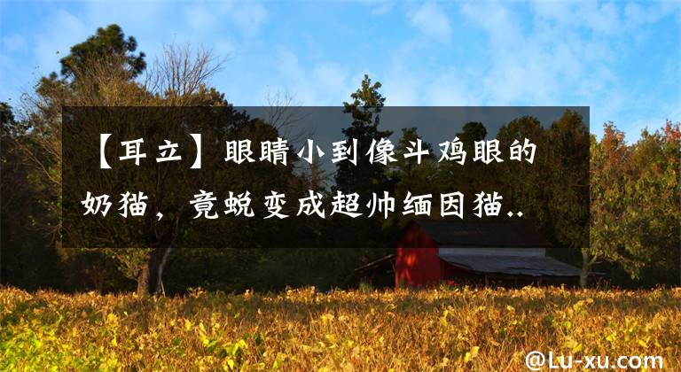 【耳立】眼睛小到像斗鸡眼的奶猫，竟蜕变成超帅缅因猫...差别好大
