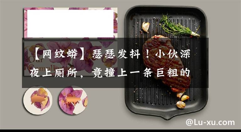 【网纹蟒】瑟瑟发抖！小伙深夜上厕所，竟撞上一条巨粗的…吓得急报警