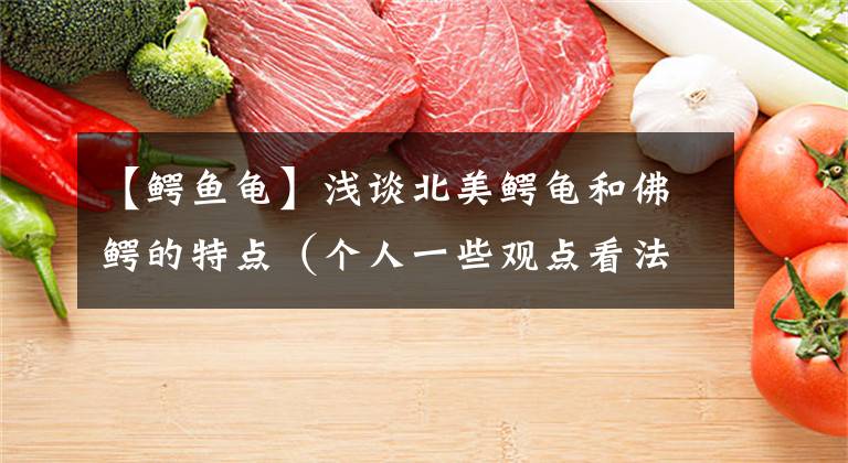 【鳄鱼龟】浅谈北美鳄龟和佛鳄的特点（个人一些观点看法欢迎讨论交流学习）