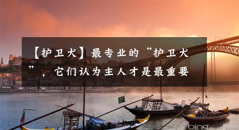 【护卫犬】最专业的“护卫犬”，它们认为主人才是最重要的，你最想养哪只？