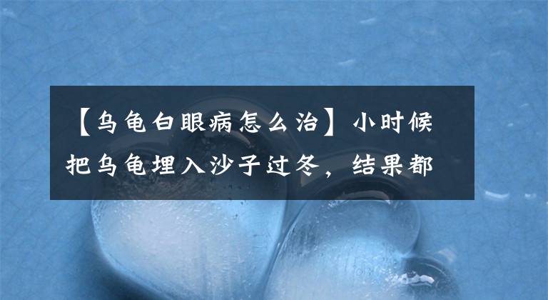 【乌龟白眼病怎么治】小时候把乌龟埋入沙子过冬，结果都得了白眼病