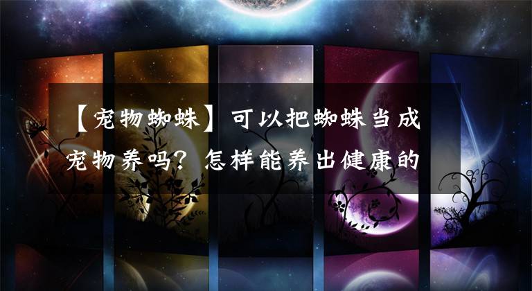 【宠物蜘蛛】可以把蜘蛛当成宠物养吗？怎样能养出健康的蜘蛛？专家来教你