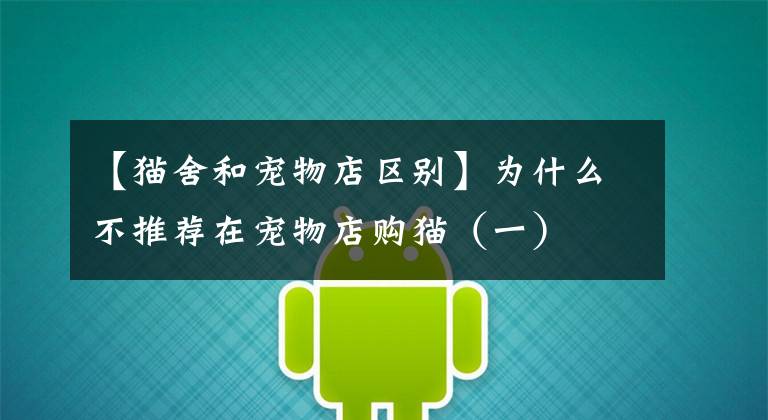 【猫舍和宠物店区别】为什么不推荐在宠物店购猫（一）