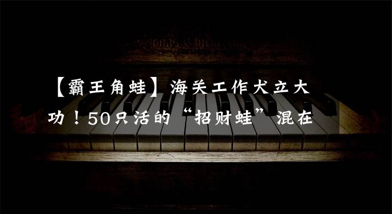 【霸王角蛙】海关工作犬立大功！50只活的“招财蛙”混在玩具里被闻了出来