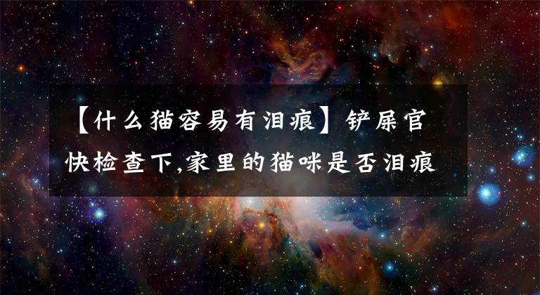 【什么猫容易有泪痕】铲屎官快检查下,家里的猫咪是否泪痕?有泪痕不怕,这样处理才稳妥